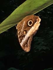 Caligo atreus image