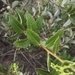 Spinoliva ilicifolia - Photo (c) Juan González, all rights reserved, uploaded by Juan González