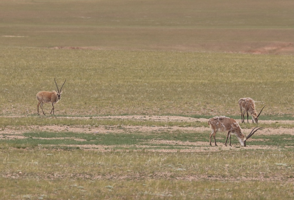 Chiru in August 2021 by Xiaoting Xu · iNaturalist