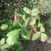 Pacific Poison Oak - Photo (c) Stacey Vielma, all rights reserved, uploaded by Stacey Vielma