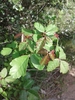 Pacific Poison Oak - Photo (c) Stacey Vielma, all rights reserved, uploaded by Stacey Vielma