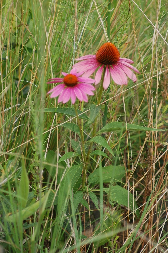 Purple Coneflower (RWMWD Plant Guide) · iNaturalist