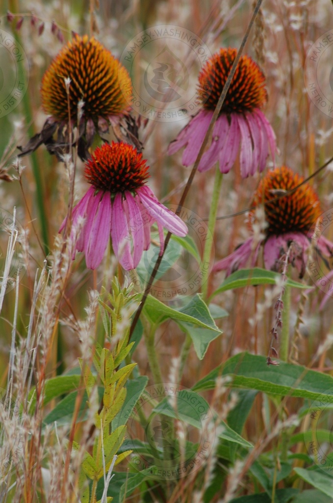 Purple Coneflower (RWMWD Plant Guide) · iNaturalist