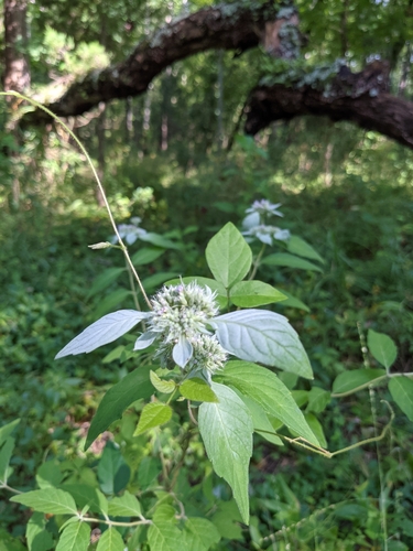 Pycnanthemum pycnanthemoides var. viridifolium