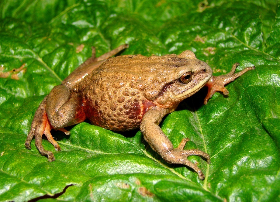Short-footed Rainfrog