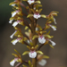Corallorhiza maculata mexicana - Photo (c) Jorge Rojas S., all rights reserved, uploaded by Jorge Rojas S.