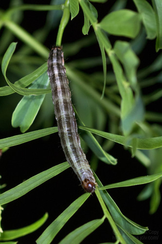 Indomitable Graphic Moth