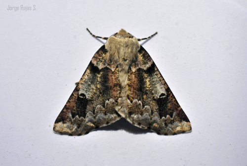 Acronyctodes mexicanaria
