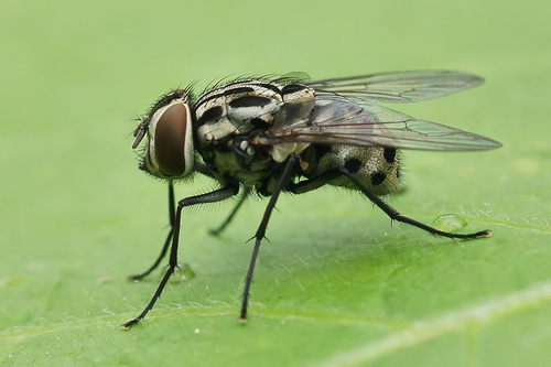 Graphomya maculata