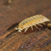 Terrestrial Cave Isopod - Photo (c) Henk Wallays, all rights reserved