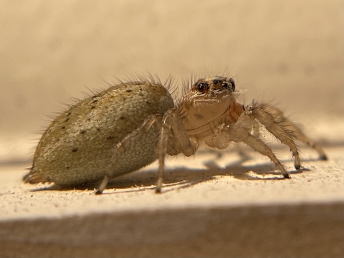Colonus hesperus