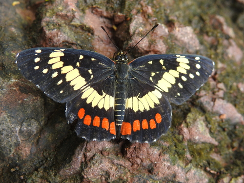 Eumeda Checkerspot