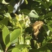 photo of Western Giant Swallowtail (Papilio rumiko)