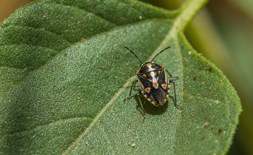 photo of Bagrada Bug (Bagrada hilaris)