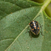 photo of Bagrada Bug (Bagrada hilaris)