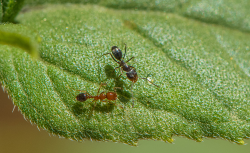 photo of Pyramid Ants (Dorymyrmex)