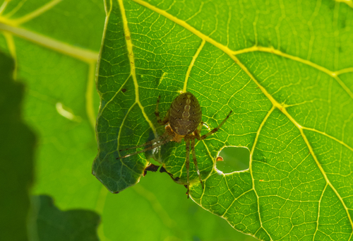 photo of Araneoid Spiders (Araneoidea)