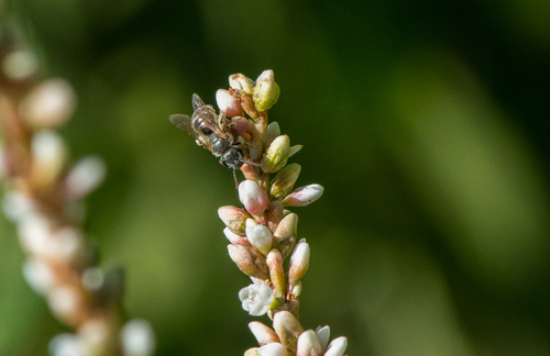 photo of Bees (Anthophila)