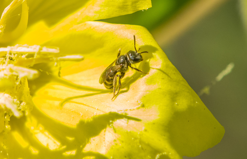 photo of Furrow Bees (Halictus)