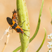 photo of Large Milkweed Bug (Oncopeltus fasciatus)