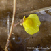 Utricularia nana - Photo (c) fotosynthesys, todos os direitos reservados