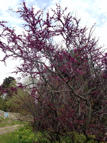 Judas-tree