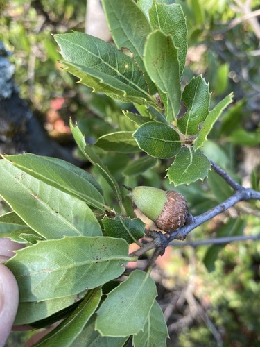 interior live oak