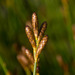 Nevillea obtusissima - Photo (c) Chris Whitehouse, todos los derechos reservados, subido por Chris Whitehouse