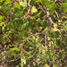 photo of Golden Currant (Ribes aureum)