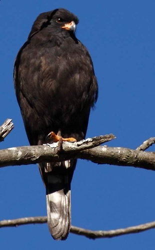 Gabar Goshawk