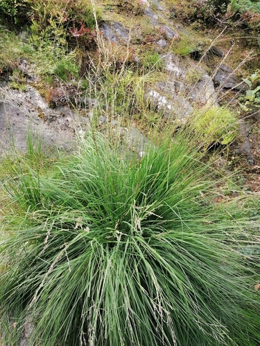 Purple moor grass