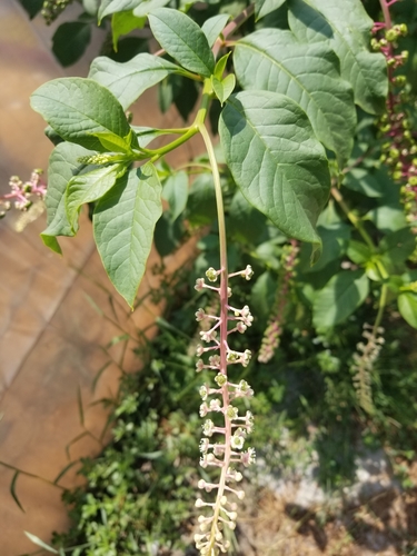 American pokeweed