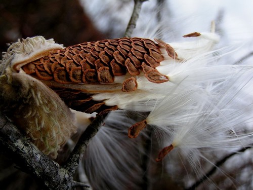 Showy milkweed fruiting