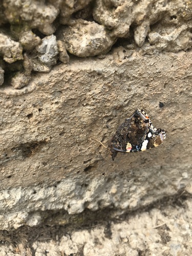 Red Admiral