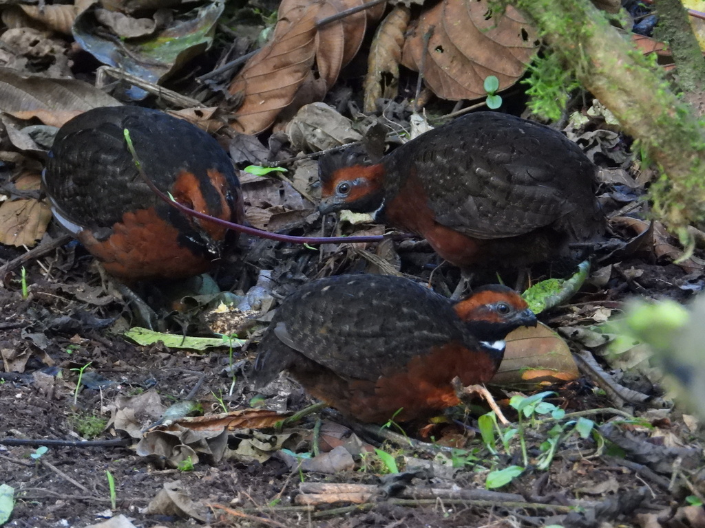 Rufous-fronted Wood-Quail (Odontophorus erythrops) photo