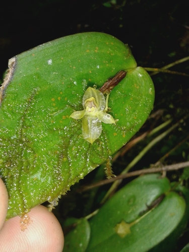 Pleurothallis epiglottis image