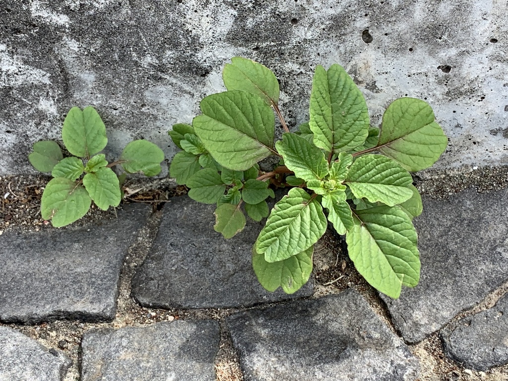 Amaranthus blitum