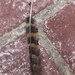photo of Common Poorwill (Phalaenoptilus nuttallii)