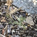 photo of Sticky Sand-spurrey (Spergularia macrotheca)