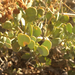 Zygophyllum decumbens - Photo (c) Johnny Wilson, all rights reserved, uploaded by Johnny Wilson