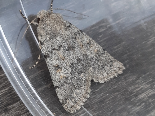 Dichagyris renigera