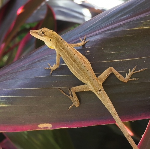 Moist Forest Anole
