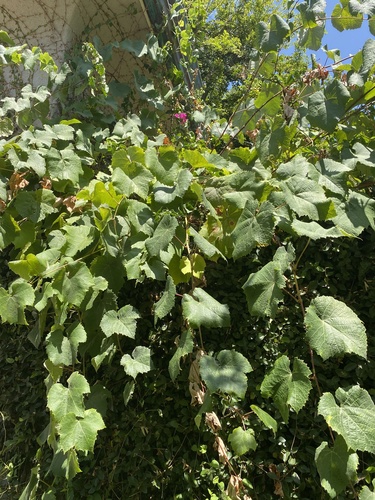 photo of Grapevines (Vitis)