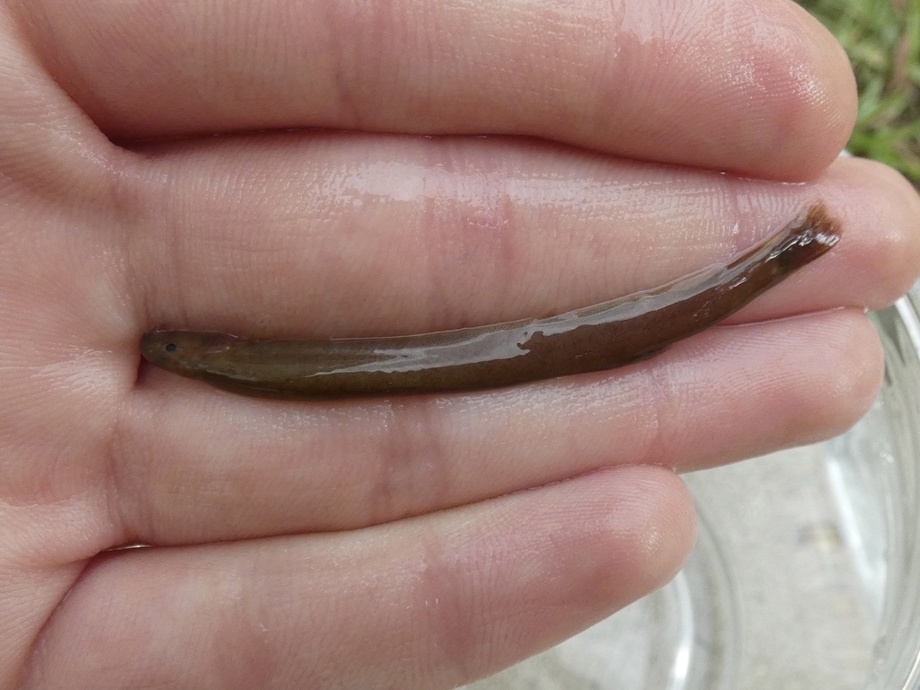 Java Loach (Pangio oblonga) - Marine Life Identification