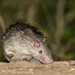 Asian Brush-tailed Porcupine - Photo (c) Ben Schweinhart, all rights reserved, uploaded by Ben Schweinhart