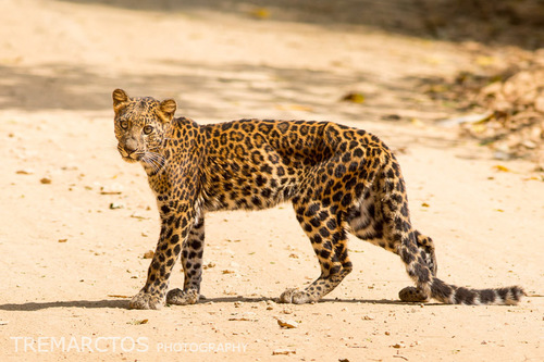 Indochinese Leopard (Subspecies Panthera pardus delacouri) · iNaturalist.org