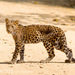 Pantherinae - Photo (c) Ben, όλα τα δικαιώματα διατηρούνται, uploaded by Ben