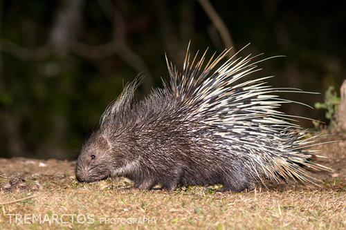 East Asian Porcupine (Hystrix brachyura) · iNaturalist