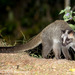 Masked Palm Civet - Photo (c) Ben, all rights reserved