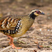 Bar-backed Partridge - Photo (c) Ben, all rights reserved, uploaded by Ben